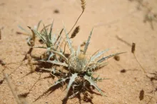 Whole plant