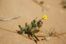 Whole plant