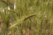 Stipellula capensis fruit