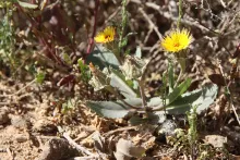 Whole plant