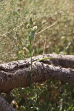 Whole plant
