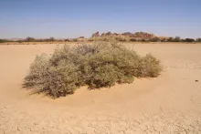 Whole plant