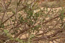 Whole plant