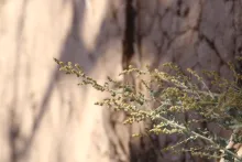 Atriplex turcomanica flowers