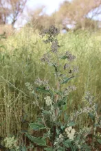 Whole plant