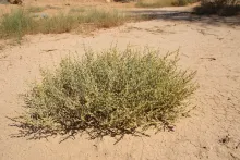 Whole plant