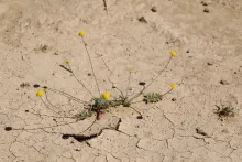 Whole plant