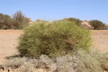 Whole plant