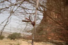 Plicosepalus acaciae attaching itself to its host