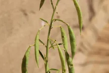 Cleome amblyocarpa fruits