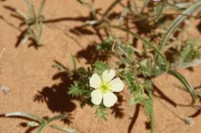 Tribulus macropterus flower