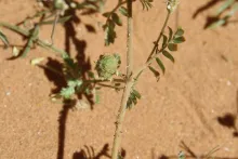 Tribulus macropterus fruit