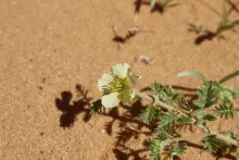 Tribulus macropterus flower