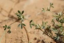 Leobordea platycarpa leaves and fruits