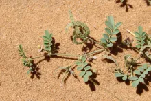 Hippocrepis constricta fruits and leaves