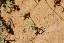 Leobordea platycarpa fruits