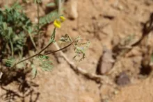 Hippocrepis areolata fruit