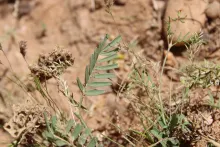 Hippocrepis areolata leaves