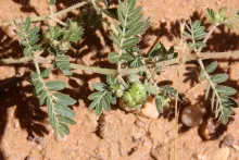Tribulus terrestris fruit