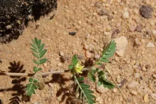 Tribulus terrestris flower