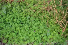 Whole plant