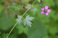 Geranium mascatense leaves