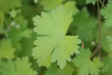 Geranium mascatense leaf