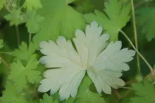 Geranium mascatense leaf