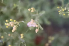 Eschenbachia stricta fruits