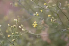 Eschenbachia stricta flowers