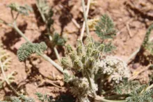 Anisosciadium lanatum fruits