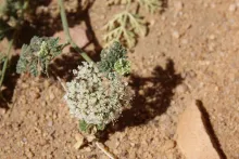 Anisosciadium lanatum flowers
