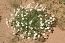 Whole plant