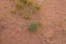 Whole plant