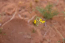 Hypecoum aegyptiacum flowers
