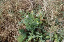 Whole plant
