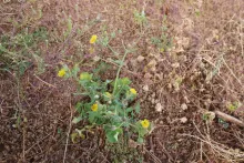 Whole plant