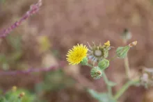 Sonchus oleraceus flowers
