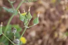 Sonchus oleraceus flowers