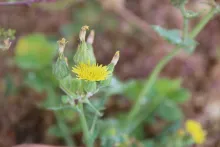 Sonchus oleraceus flowers
