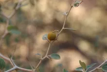 Ziziphus nummularia fruit
