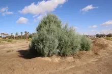 Whole plant