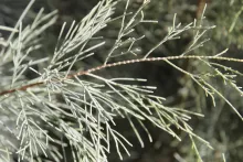 Tamarix aphylla leaves