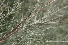 Tamarix aphylla leaves