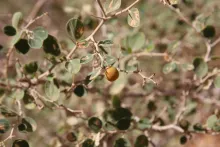 Ziziphus nummularia fruit