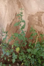 Whole plant