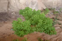 Whole plant