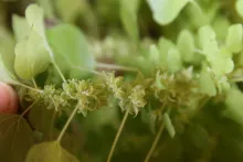 Parietaria alsinifolia flowers and fruits