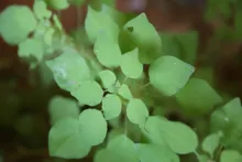 Parietaria alsinifolia leaves