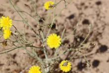 Launaea mucronata flowers